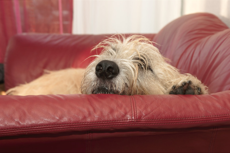 undefined Guiness Sofa