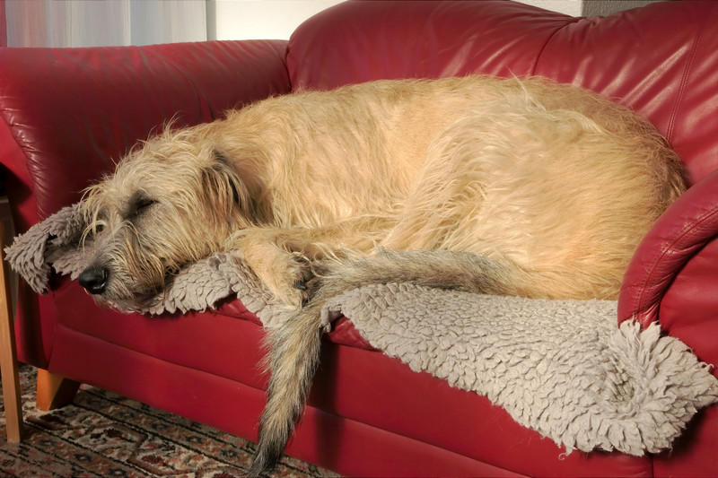 undefined Sofa1